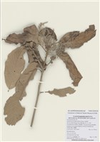 藏品(短尾柯)的圖片